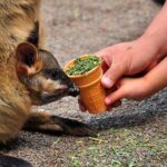 Blue Mountains Highlights & Wildlife Park - What We Loved About This Tour