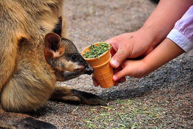 Blue Mountains Highlights & Wildlife Park - What We Loved About This Tour