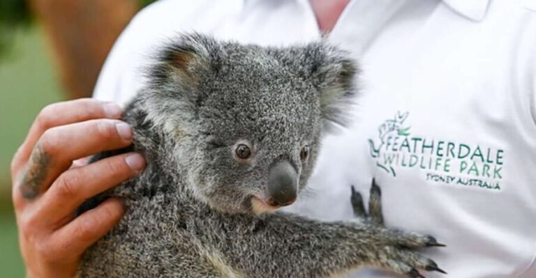 Blue Mountains: Private Tour with Wildlife and River Cruise - A Deep Dive into the Blue Mountains Private Tour