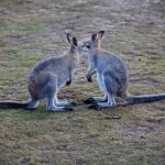 Blue Mountains Wildlife Full-Day Sights and Hiking from Sydney - The Sum Up: Is This the Right Tour for You?