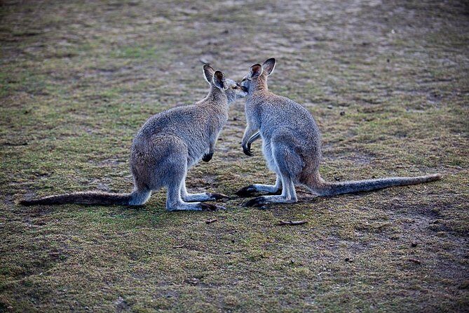 Blue Mountains Wildlife Full-Day Sights and Hiking from Sydney - The Sum Up: Is This the Right Tour for You?