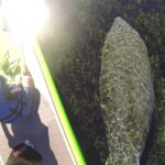 Blue Springs Kayak & Swim Wildlife Adventure - Exploring Blue Springs: A Detailed Look