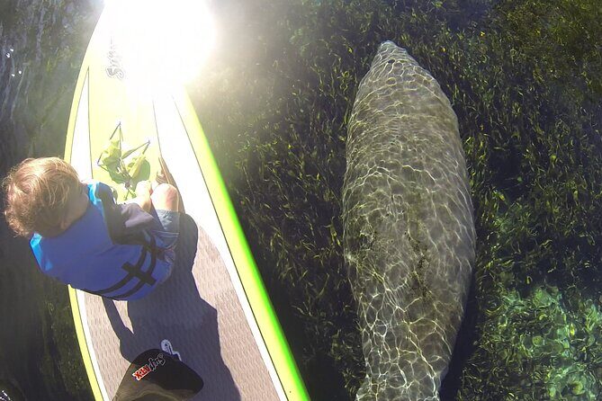 Blue Springs Kayak & Swim Wildlife Adventure - Exploring Blue Springs: A Detailed Look