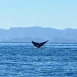 Blue Whale Watching Experience in Loreto - FAQ