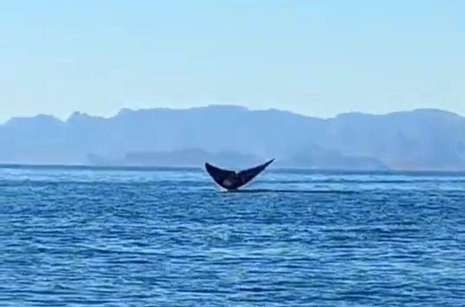 Blue Whale Watching Experience in Loreto - FAQ