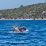 Boat Dolphins Safari and Snorkeling - FAQ