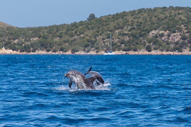 Boat Dolphins Safari and Snorkeling - FAQ