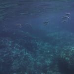 Boat excursion Giardini Naxos Taormina with swimming break - Discovering the Highlights of the Tour