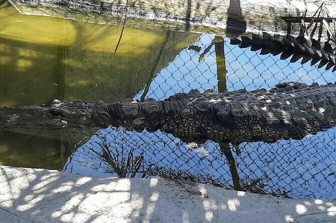 Boat Ride-Gentle Beach Beach Horseback Ride+Lunch-Crocs-Turtles - Practical Tips for Your Tour