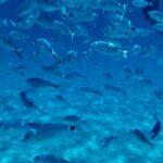 Boat Tour to Sella del Diavolo: Snorkeling, GoPro & Beer - A Deep Dive into the Experience
