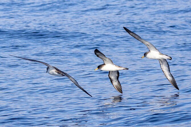 Boat Trip along the North Coast in Capelas - An In-Depth Look at the Boat Trip Experience