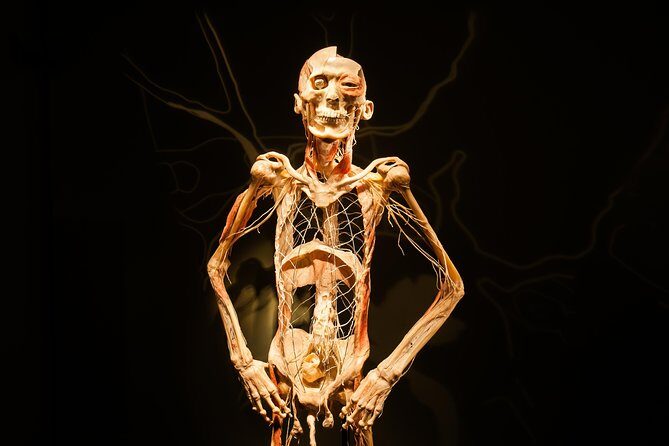 Bodies The Exhibition at the Luxor Hotel and Casino - The Experience: What It Feels Like to Visit