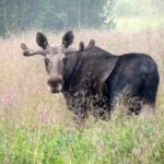 Bodø: Northern Norway Moose Safari - What to Expect on the Tour