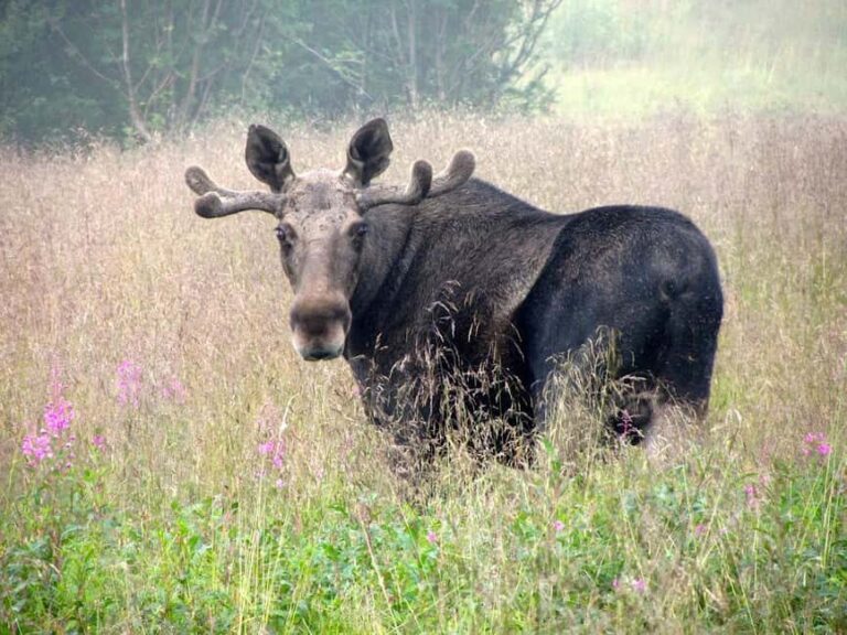Bodø: Northern Norway Moose Safari - What to Expect on the Tour