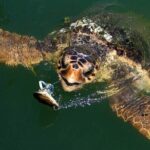 Bodrum Turtle Beach Tour With Mud Baths & King Tombs - Practical Insights and Tips