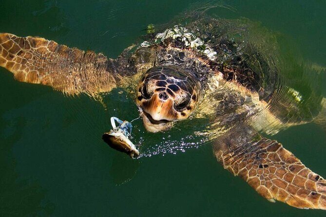 Bodrum Turtle Beach Tour With Mud Baths & King Tombs - Practical Insights and Tips