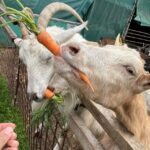 Bohemian Uplands: Garnet panning, Farm & Local Lunch&Beer - Who Will Love This Tour?