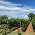 Bolgheri: Wine tasting at Podere Conca - An In-Depth Look at the Bolgheri Wine Tasting Experience