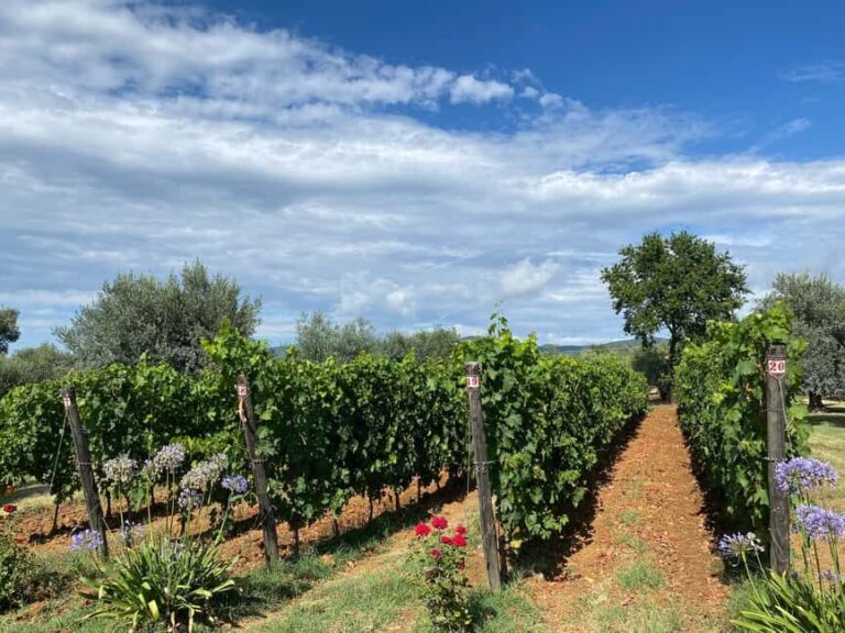 Bolgheri: Wine tasting at Podere Conca - An In-Depth Look at the Bolgheri Wine Tasting Experience