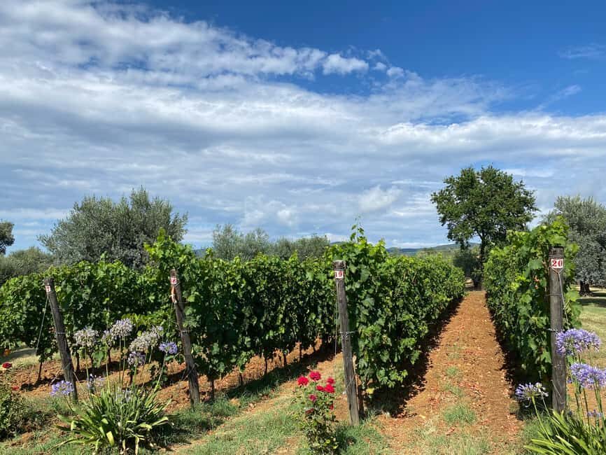 Bolgheri: Wine tasting at Podere Conca - An In-Depth Look at the Bolgheri Wine Tasting Experience