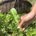 Bologna Forlì: foraging, looking for wild edible herbs - Why You Should Consider This Experience