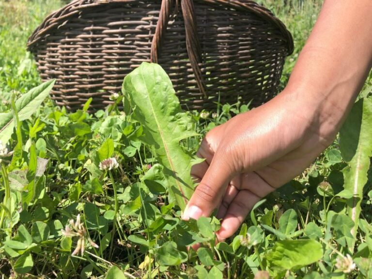Bologna Forlì: foraging, looking for wild edible herbs - Why You Should Consider This Experience