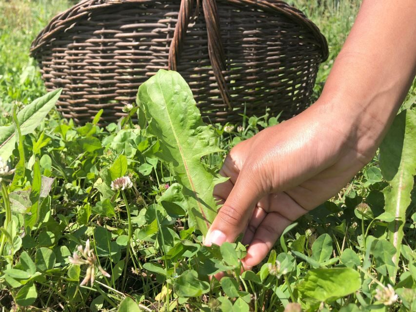 Bologna Forlì: foraging, looking for wild edible herbs - Why You Should Consider This Experience