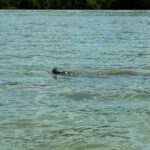 Bonita Springs Clear Kayak Tour with Dolphins & Manatees - Final Thoughts