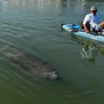 Bonita Springs: Kayak Tour with Manatees, Dolphins Sightings - Who Will Love This Tour?