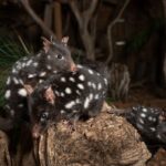 Bonorong Wildlife Sanctuary Guided Night Tour - Who Will Enjoy This Tour?
