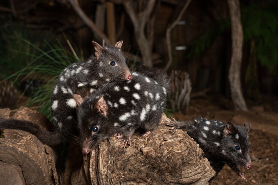 Bonorong Wildlife Sanctuary Guided Night Tour - Who Will Enjoy This Tour?