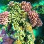 Bora Bora: 1/2 day Coral Discovery tour - Shared tour - Exploring the Bora Bora Coral Discovery Tour in Depth