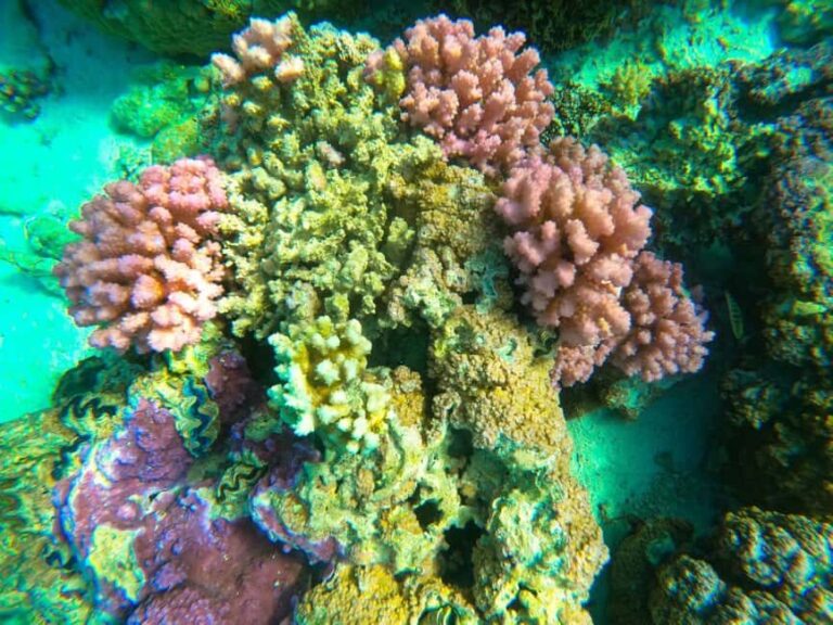 Bora Bora: 1/2 day Coral Discovery tour - Shared tour - Exploring the Bora Bora Coral Discovery Tour in Depth