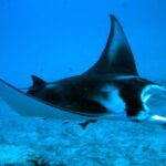 Bora Bora adventure Private Combo Jet Ski and Eco Sharks Snorkel - Lunch at Lucky House Restaurant