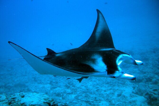 Bora Bora adventure Private Combo Jet Ski and Eco Sharks Snorkel - Lunch at Lucky House Restaurant