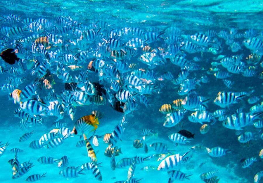 Bora Bora: Full-Day Lagoon Snorkelling Tour - Who Should Consider This Tour?