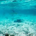 Bora Bora: Half-Day Lagoon Snorkelling Tour - Authenticity and Value