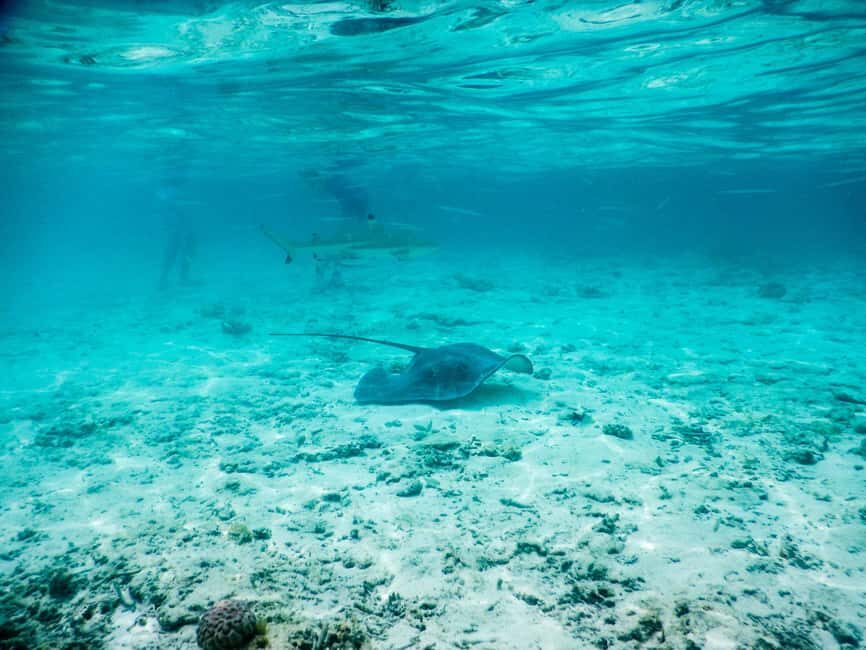 Bora Bora: Half-Day Lagoon Snorkelling Tour - Authenticity and Value