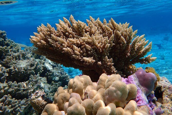 Bora Bora Lagoon Snorkeling Tour by Private Boat - Final Thoughts: Is It Worth It?