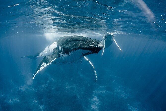 Bora Bora Whale Watching - Final Thoughts: Who Is This Tour Best For?