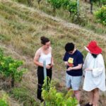 Bordeaux: Explore an Organic Family Vineyard with Tasting - The Full Breakdown of the Tour Experience