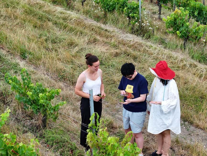 Bordeaux: Explore an Organic Family Vineyard with Tasting - The Full Breakdown of the Tour Experience