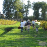 Bordeaux: Graves, Pessac-Léognan, and Sauternes Vineyards - Discovering Bordeaux’s Vineyards in Style