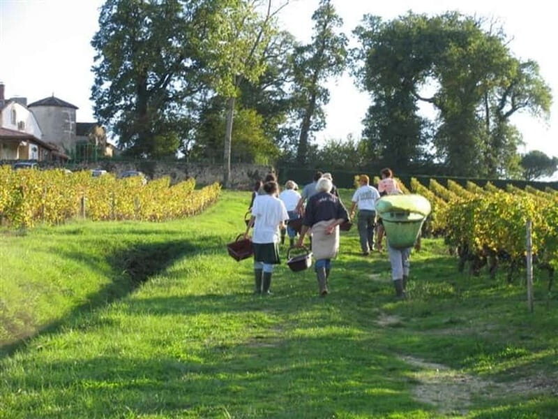 Bordeaux: Graves, Pessac-Léognan, and Sauternes Vineyards - Discovering Bordeaux’s Vineyards in Style