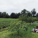 Bordeaux: Half-Day Private Natural Wine Tour & Tasting - A Closer Look at the Bordeaux Natural Wine Tour