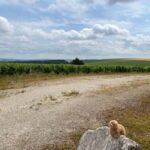 Bordeaux Private Walking & Tasting Tour - Who Will Appreciate This Tour?