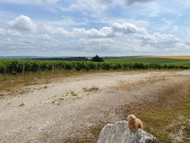 Bordeaux Private Walking & Tasting Tour - Who Will Appreciate This Tour?