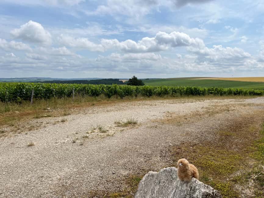 Bordeaux Private Walking & Tasting Tour - Who Will Appreciate This Tour?
