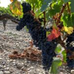 Bordeaux: Saint Emilion Village with Chateaus & Wine Tasting - A Deep Dive into the Experience
