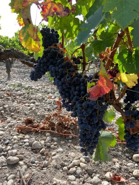 Bordeaux: Saint Emilion Village with Chateaus & Wine Tasting - A Deep Dive into the Experience